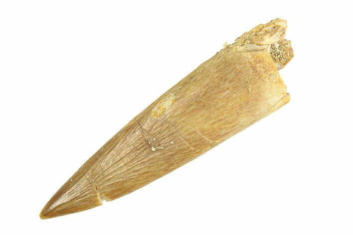 Fossil Plesiosaur (Zarafasaura) Tooth - Morocco #293226